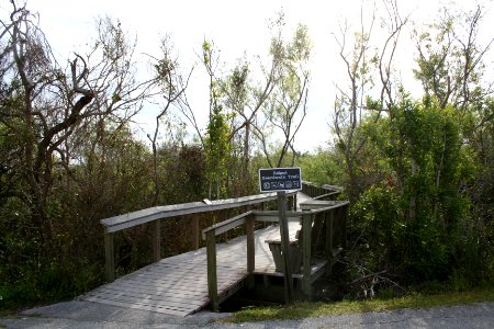 Bobcat boardwalk 2, NPSphoto