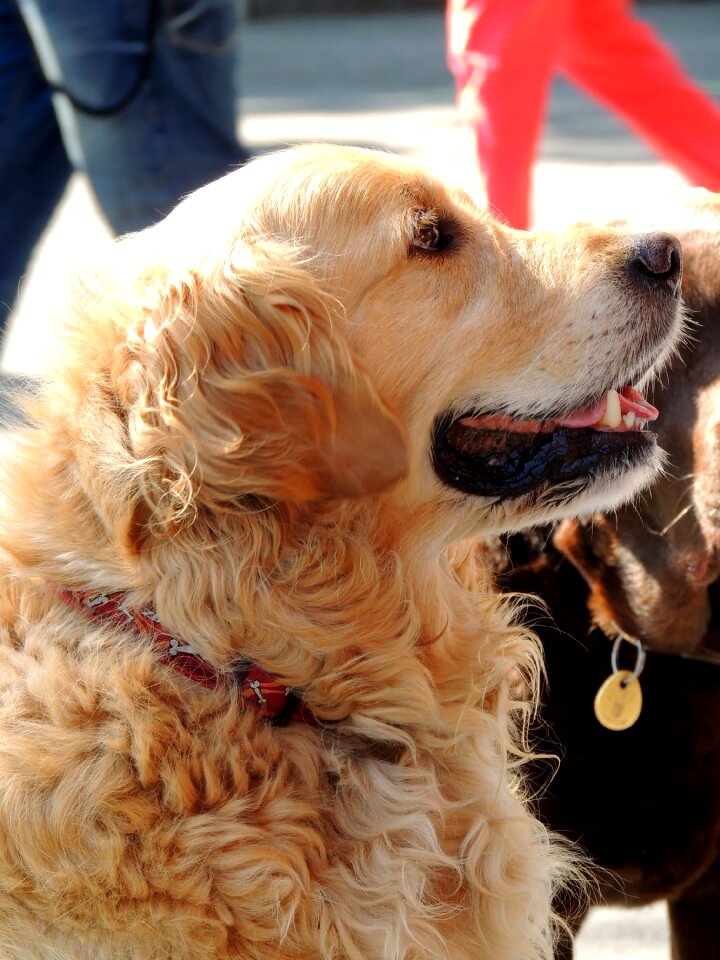 Animal pet golden retriever