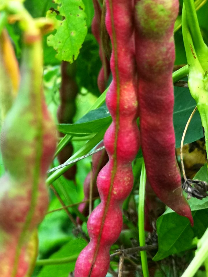 Taos red bean Phaseolus vulgaris