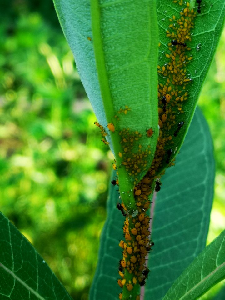 Ants farming aphids on milkweed