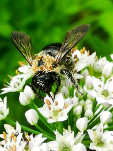 Carpenter bee Xylocopa virginica covered in pollen visiting flowers of garlic chives Allium tuberosum