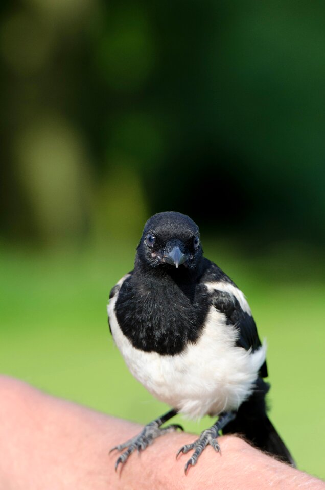 Young bird hand rearing small magpie