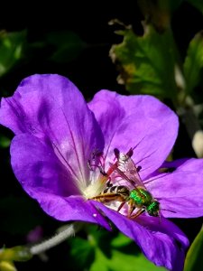 Sweat bee and Geranium photo