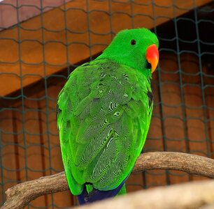 Green nature plumage