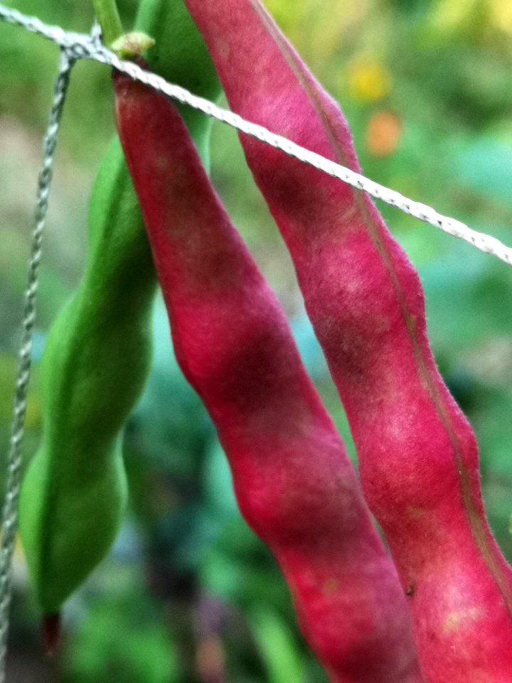 Taos red bean Phaseolus vulgaris