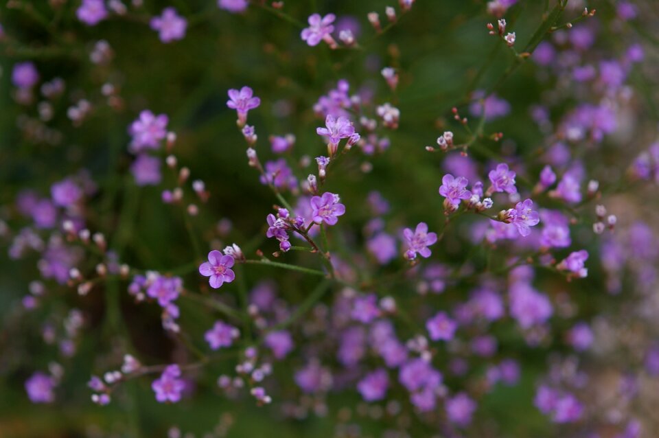 Purple tender filigree