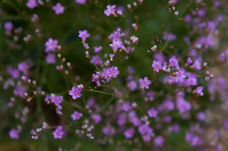 Purple tender filigree photo