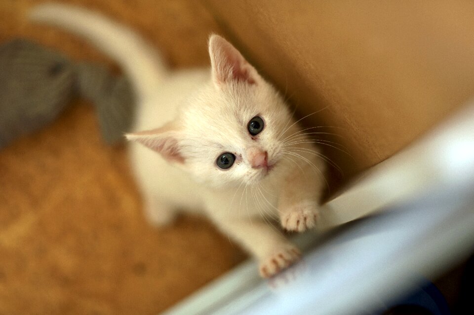 Solid white cat motherless child free real photography
