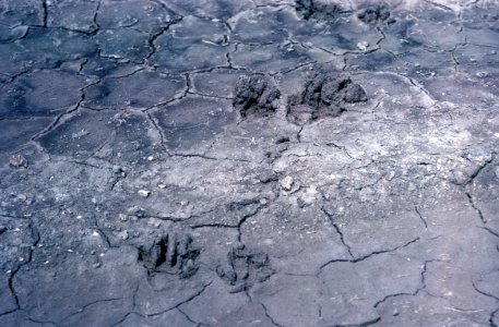 MAM raccoon tracks in marl EVER, NPSPhoto