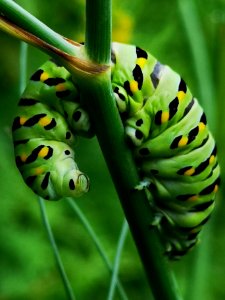 Black swallowtail butterfly caterpillar (Papilio polyxenes) on fennel (Foeniculum vulgare)