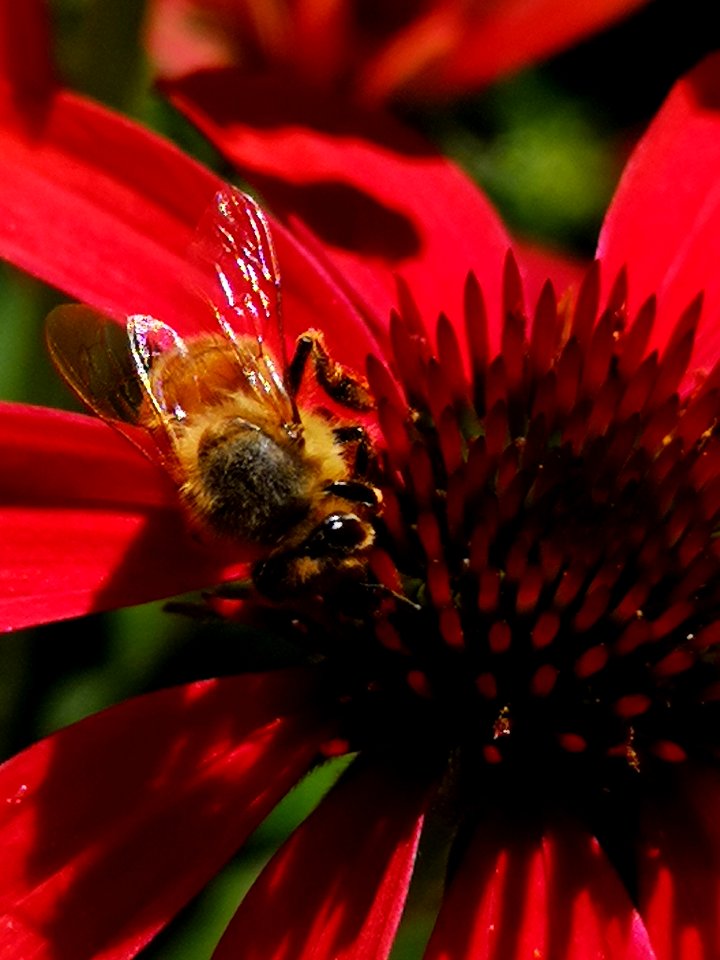 Honeybee visiting coneflower Echinacea 'Cheyenne Spirit'