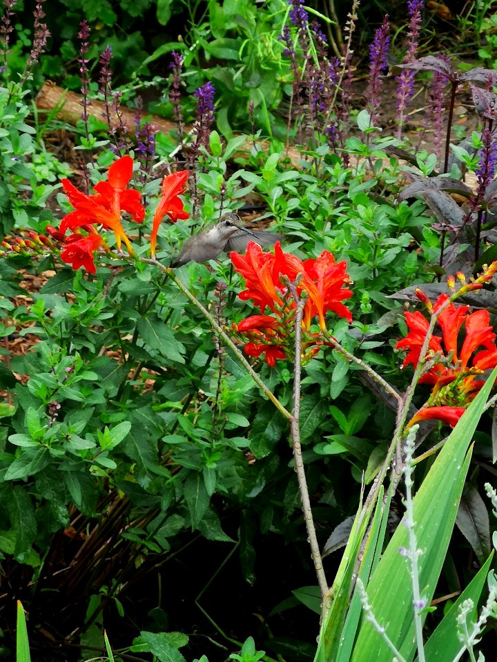 Hummingbird visiting montbretia (Crocosmia 'Lucifer')