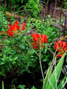 Hummingbird visiting montbretia (Crocosmia 'Lucifer')