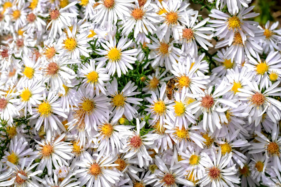 Composites flower blossom
