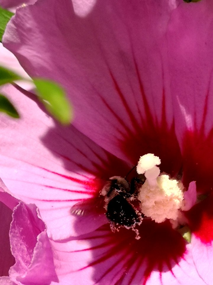 Bumblebee covered in pollen from visiting rose of Sharon (Hibiscus syriacus) flowers