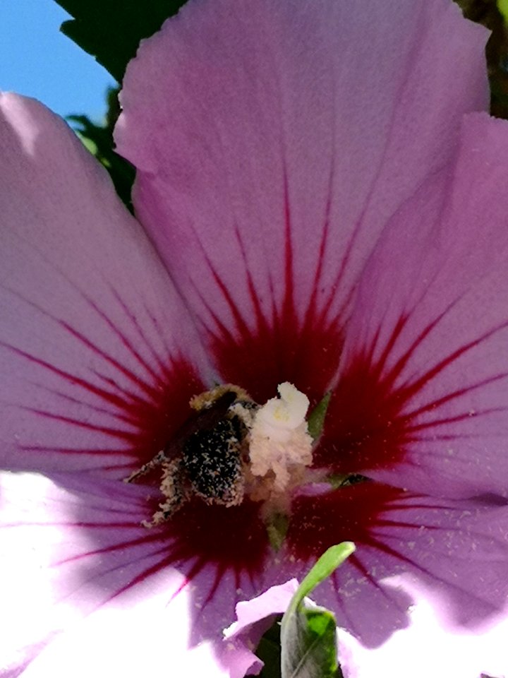 Bumblebee covered in pollen from rose of Sharon (Hibiscus syriacus)
