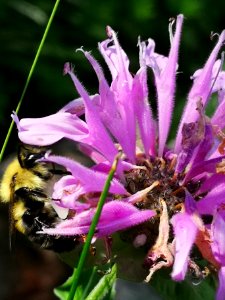 Monarda didyma 'Rose Scented' with bumblebee