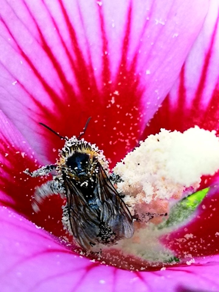 Bee visiting rose of Sharon Hibiscus syriacus covered in pollen