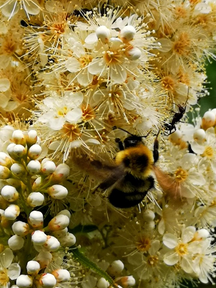 Bumblebee visiting false spiraea (Sorbaria sorbifolia 'Sem') flowers