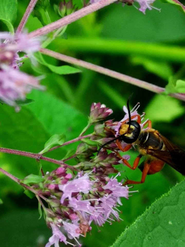 Great golden sand digger wasp Sphex ichneumoneus