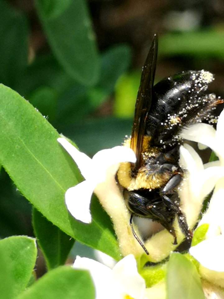 Carpenter bee nectar robbing Daphne (hybrid Eternal Fragrance) flowers, with pollen