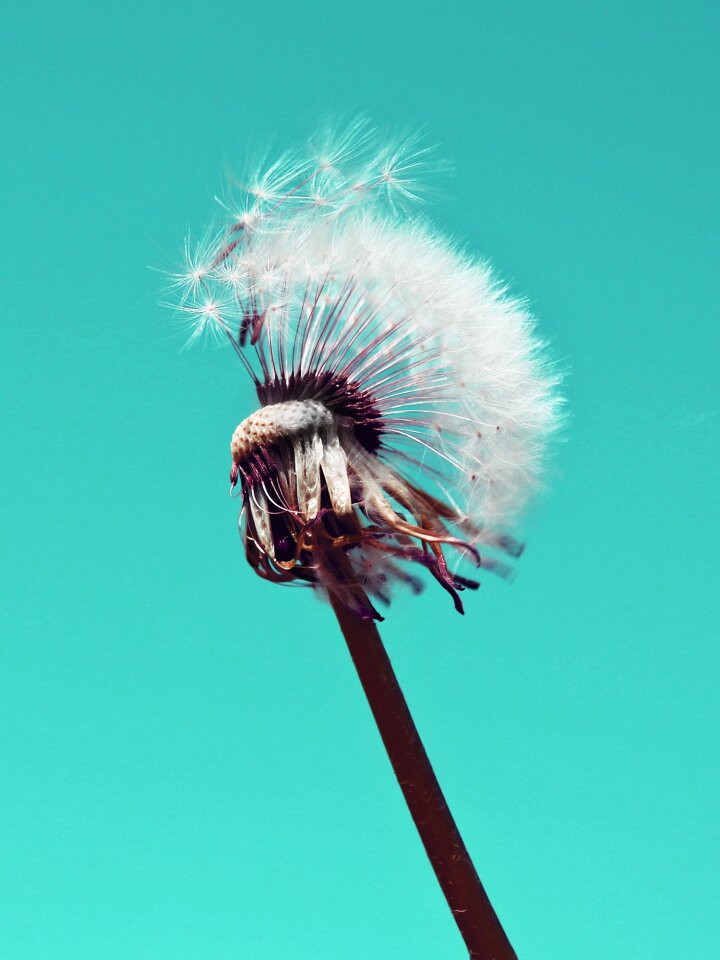 Close up seeds plant
