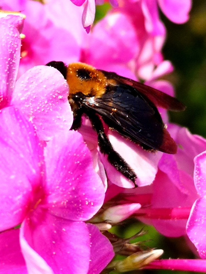 Carpenter bee (Xylocopa) with pollen nectar robbing Phlox paniculata