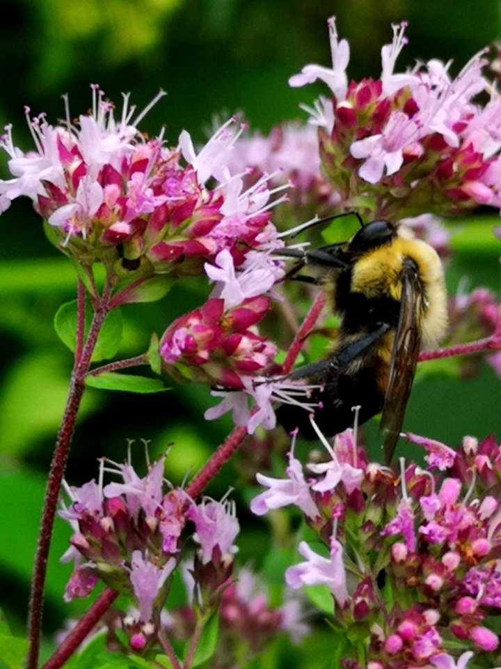 Bumblebee visiting oregano Origanum vulgare