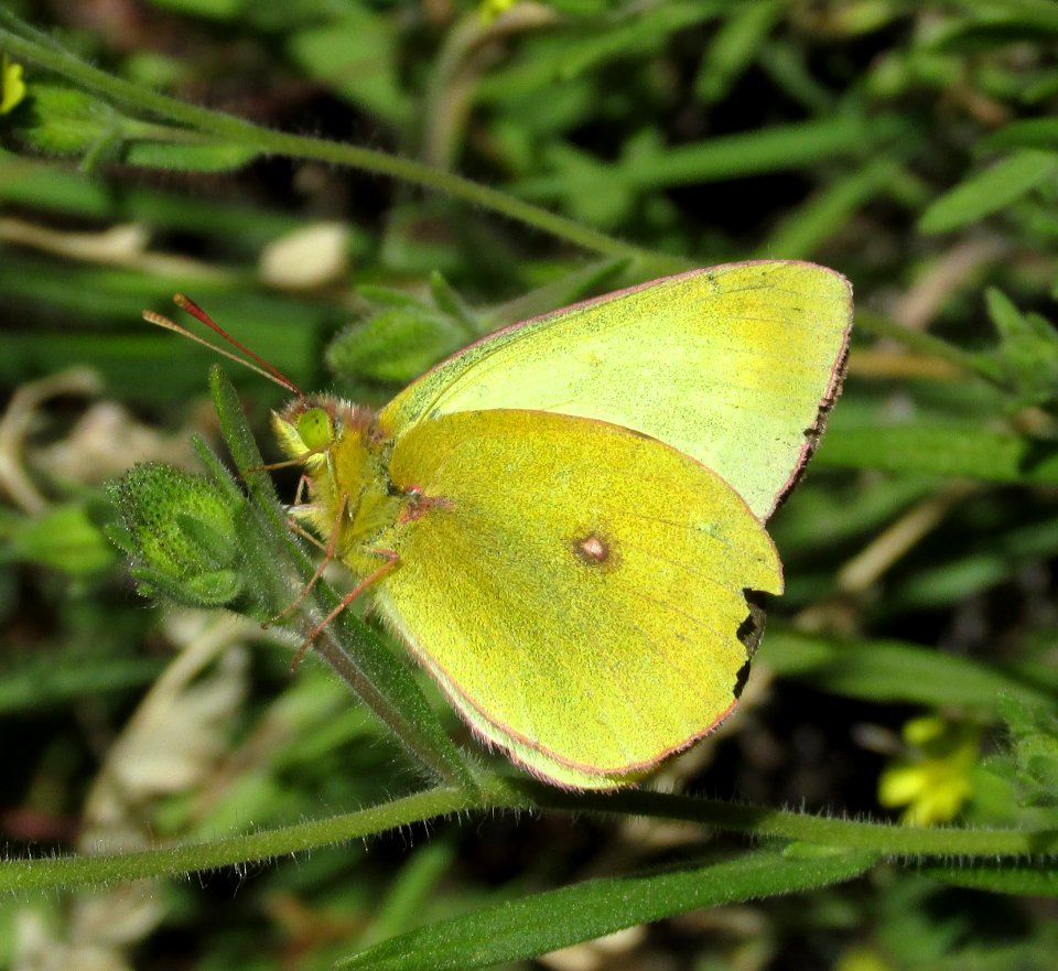Orange Sulphur