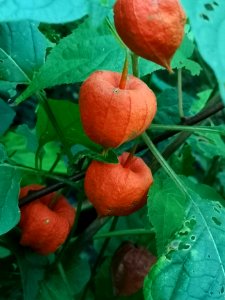 Physalis