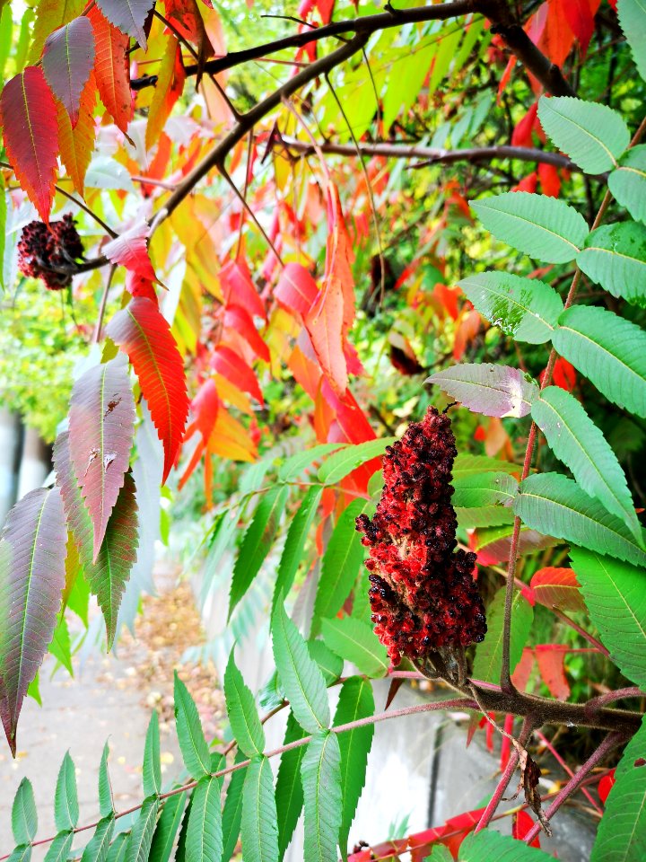 Staghorn sumac. Rhus typhina