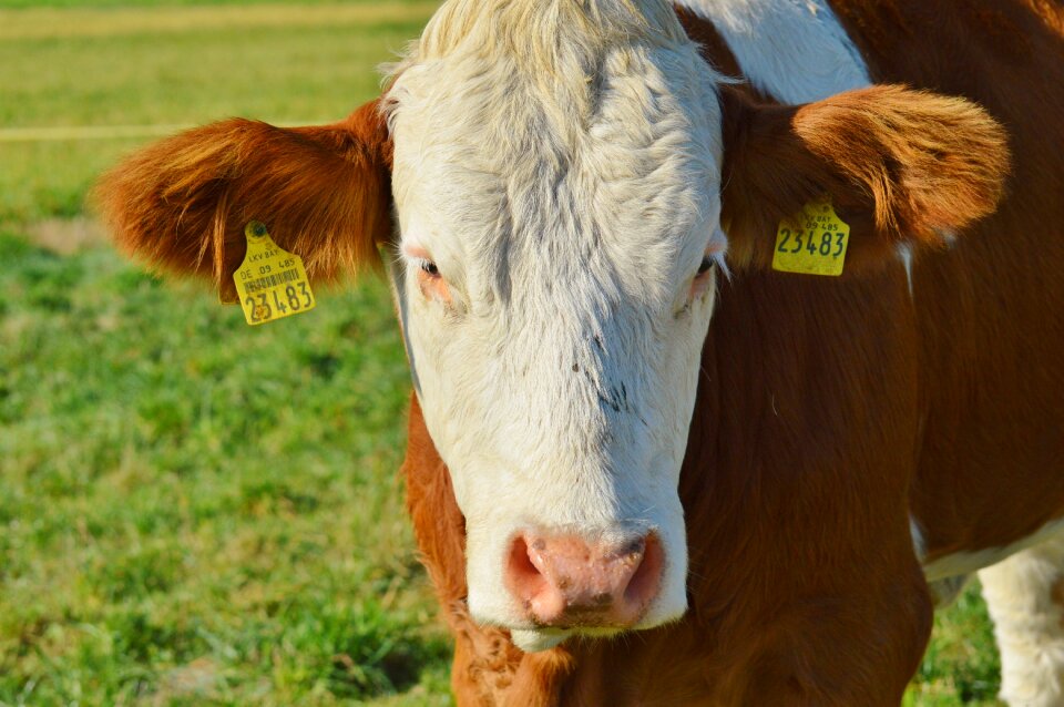 Cute ruminant meadow