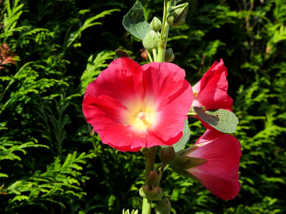 Flower bloom pink hollyhock