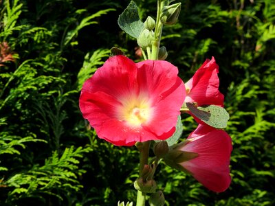 Flower bloom pink hollyhock photo