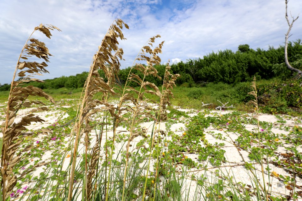 NPSPhoto M.Collier 2019 CS BeachClean SeaOats