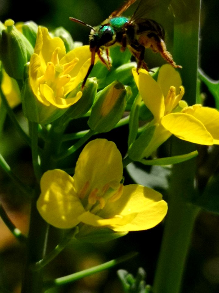 Sweat bee on Siberian kale (Brassica napus) flowers