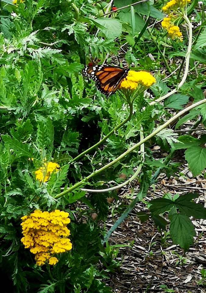Monarch butterfly (Danaus plexippus) with yarrow (Achillea filipendula 'Cloth of Gold'). Saw these much more often when I was a kid
