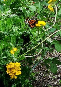 Monarch butterfly (Danaus plexippus) with yarrow (Achillea filipendula 'Cloth of Gold'). Saw these much more often when I was a kid
