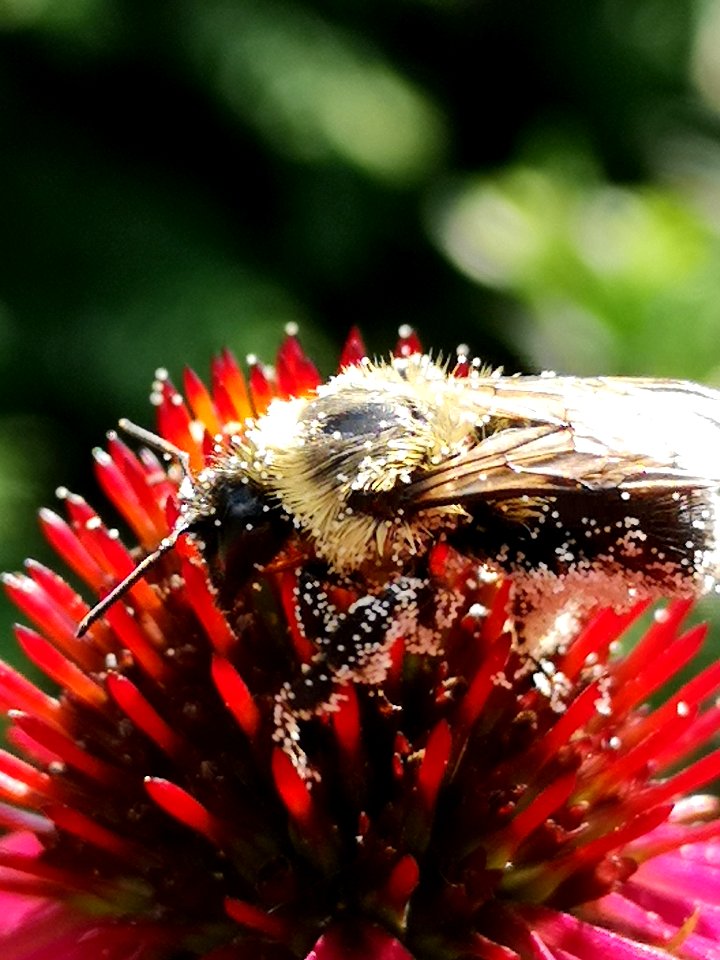 Bumblebee covered with pollen visiting coneflower Echinacea 'Cheyenne Spirit'