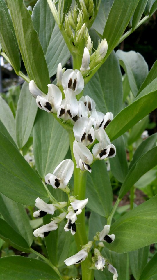 Broad bean flowers photo
