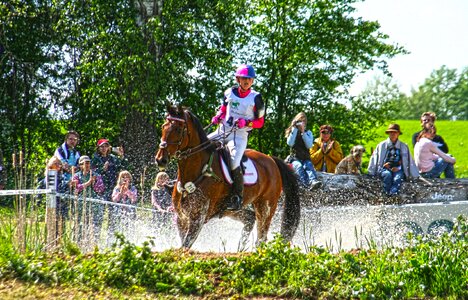 Eventing military-horse riding horse