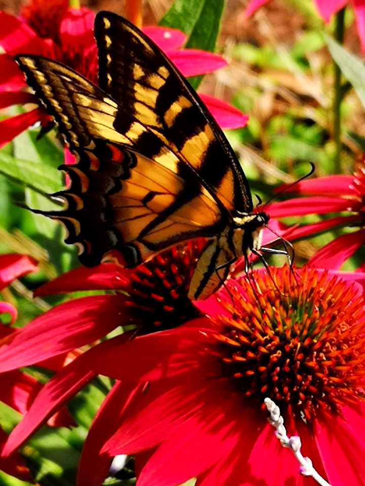 Canadian tiger swallowtail butterfly (Papilio canadensis) visiting coneflower (Echinacea 'Cheyenne Spirit')
