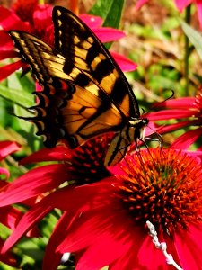 Canadian tiger swallowtail butterfly (Papilio canadensis) visiting coneflower (Echinacea 'Cheyenne Spirit')