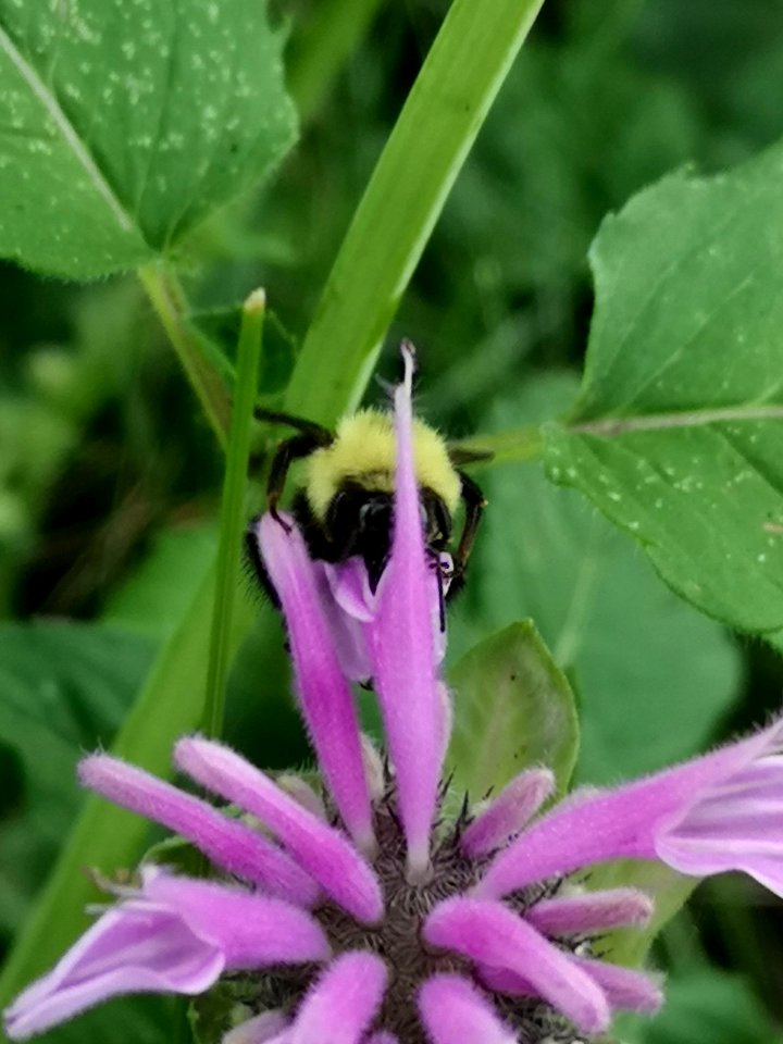 Bumblebee visiting bee balm (Monarda didyma 'Balmy Pink')