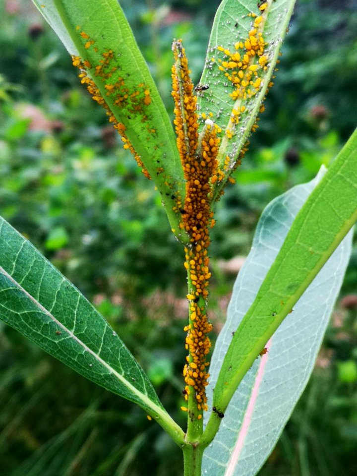 Ants with aphids on milkweed. Farming?
