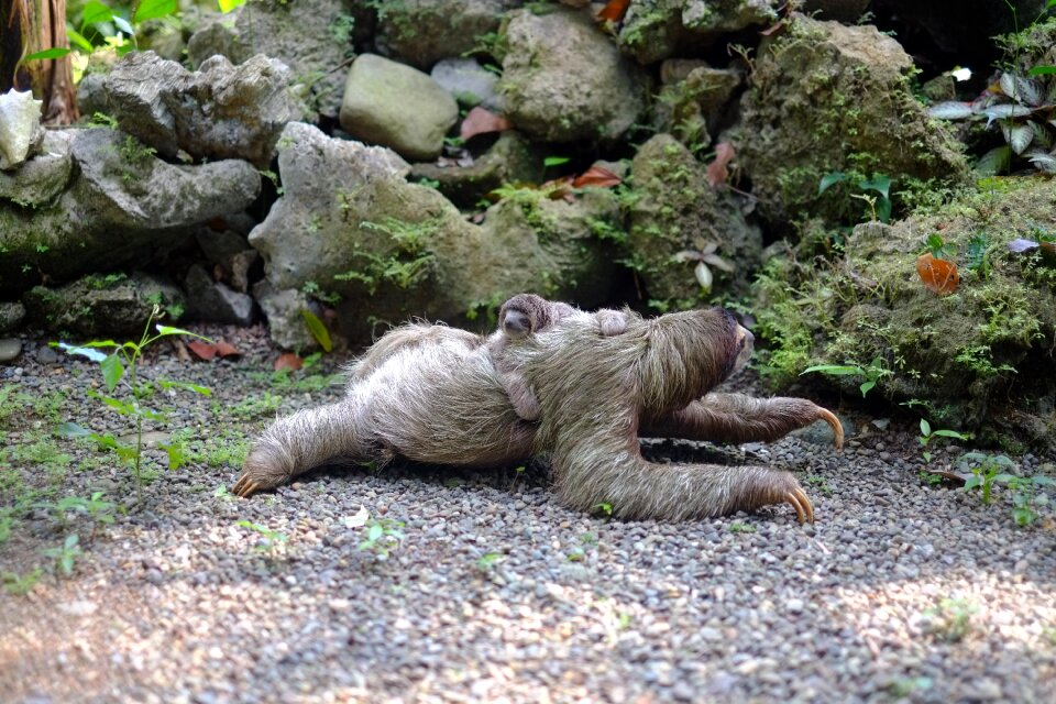 Mammal wildlife creature