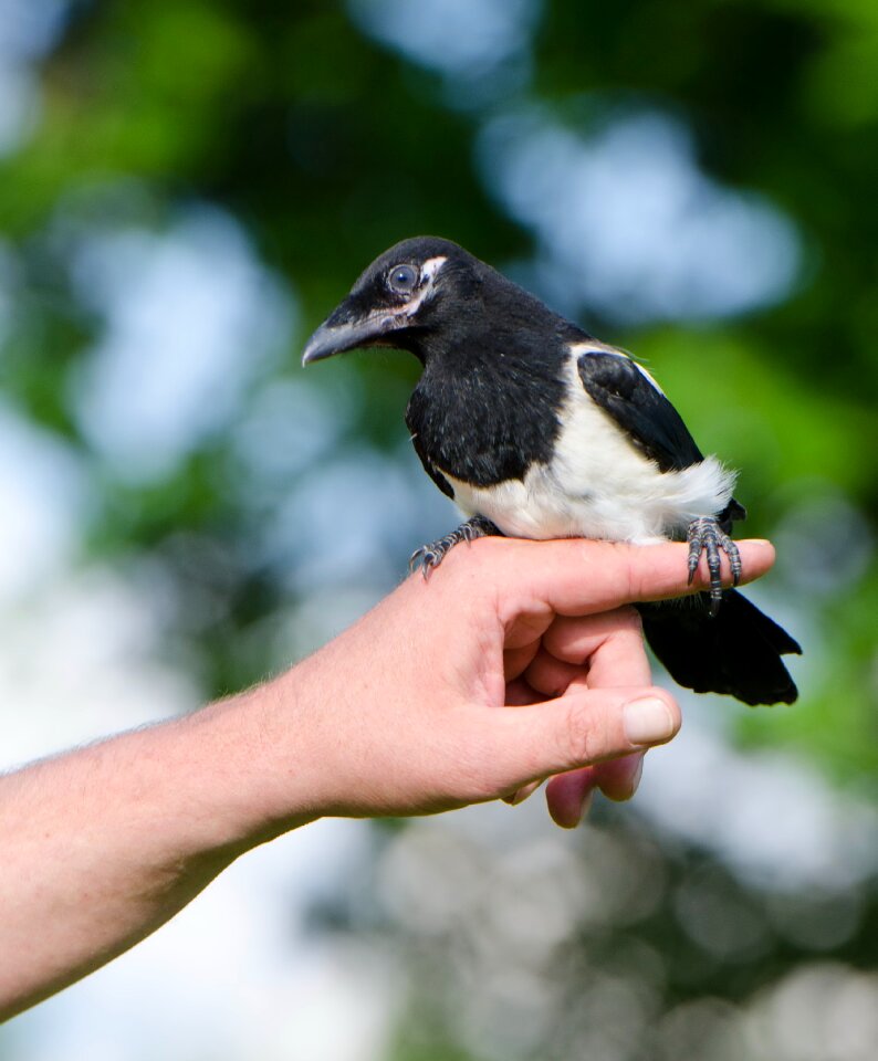 Elster small magpie young bird