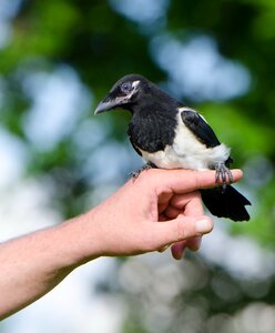 Elster small magpie young bird photo