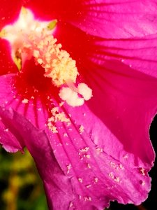 Hibiscus syriacus pollen photo