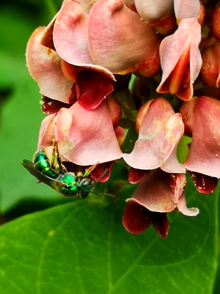 Sweat bee visiting hopniss Apios americana